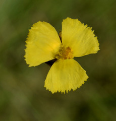 Xyris pauciflora