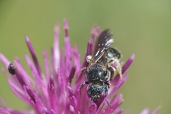 Ceratina chalcites