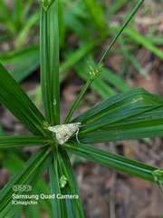 Hellula phidilealis