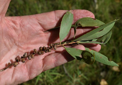 Melaleuca nervosa