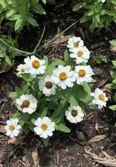 Zinnia elegans