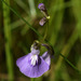Utricularia blackmanii - Photo (c) Russell Cumming, μερικά δικαιώματα διατηρούνται (CC BY-NC), uploaded by Russell Cumming