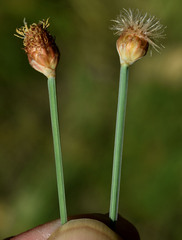 Fimbristylis tetragona