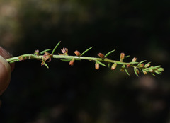 Haloragis heterophylla