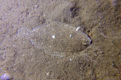 Arnoglossus laterna