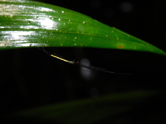 Tetragnatha chauliodus