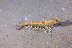 Penaeus kerathurus