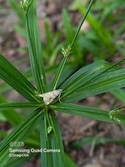 Hellula phidilealis