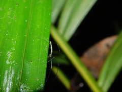 Tetragnatha chauliodus
