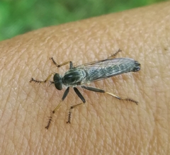 Neomochtherus geniculatus