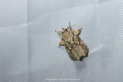 Callopistria guttulalis