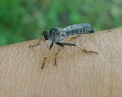 Neomochtherus geniculatus