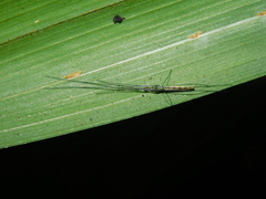 Tetragnatha chauliodus