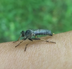 Neomochtherus geniculatus