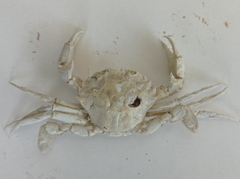 Liocarcinus holsatus