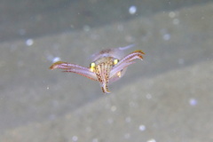 Alloteuthis media