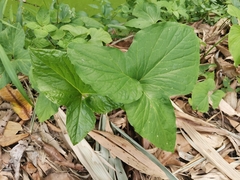 Typhonium trilobatum
