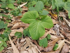 Typhonium trilobatum