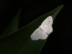 Teldenia specca