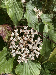 Viburnum betulifolium