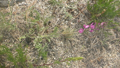 Astragalus versicolor