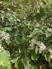 Viburnum betulifolium