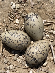 Haematopus ostralegus