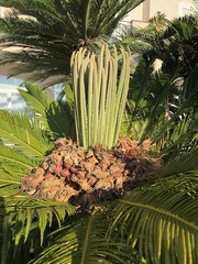 Cycas revoluta
