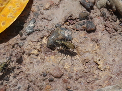 Callytron nivicinctum