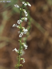 Anarrhinum forskaohlii