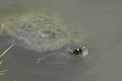 Trachemys decussata angusta