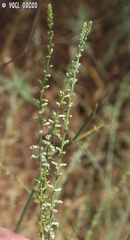 Anarrhinum forskaohlii
