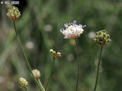 Cephalaria joppensis