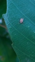 Coleoptera