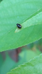Coleoptera