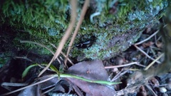 Coleoptera