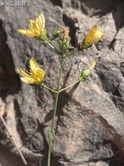 Hypericum lanuginosum