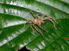 Heteropoda homstu