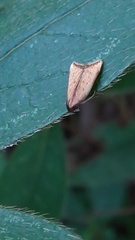 Dichomeris heriguronis
