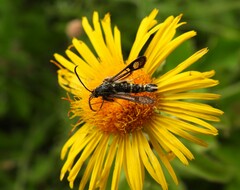 Chamaesphecia dumonti