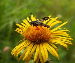 Chamaesphecia dumonti