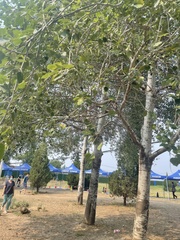 Populus × hopeiensis