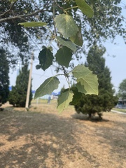 Populus × hopeiensis