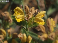 Phlomis viscosa