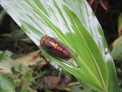 Genus Vagitanus · iNaturalist Canada