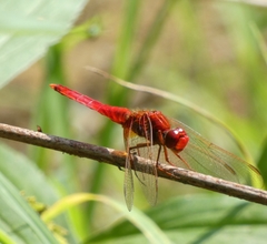Crocothemis erythraea