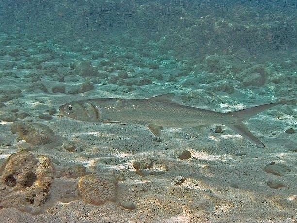 Banana fish (Elops hawaiensis) — Elopidae