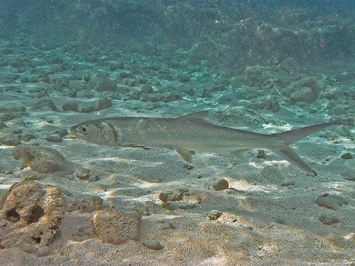 Banana fish (Elops hawaiensis) — Elopidae