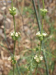 Sideritis pullulans