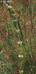 Sideritis pullulans